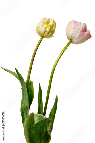 A pair of interesting light tulips isolated on a white background. One with shades of yellow and pink, and the other with shades of yellow and green.