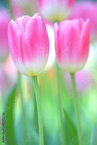 Beautiful Pink tulip flower blooming in the garden.