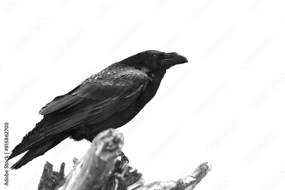 A black raven perched on a rugged branch in a monochromatic setting, exuding an intense gaze.