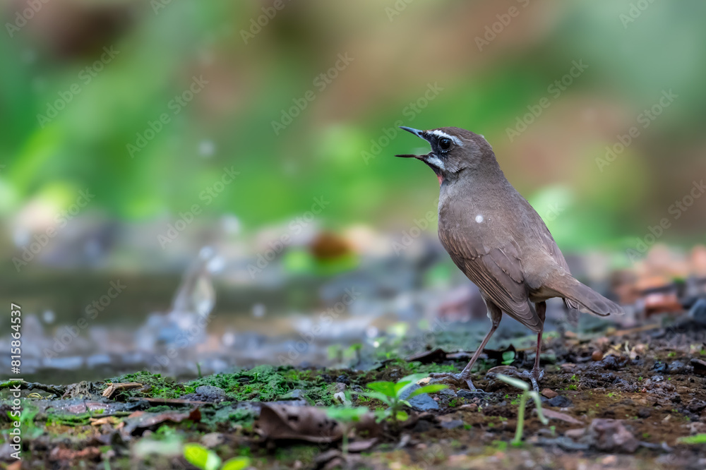 Obraz premium Siberian Rubythroat Bright red neck, black mouth and face, white eyebrows and whiskers. The head and body are brown, the chest is gray, the underbody is orange-brown.