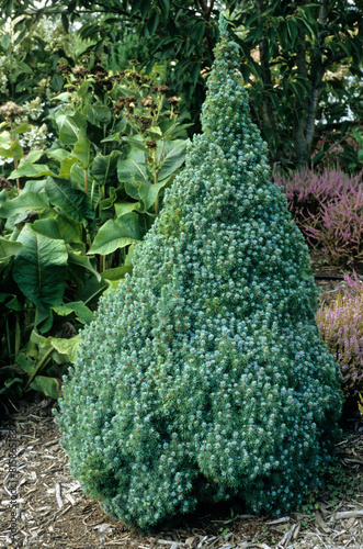 Vászonkép Picea glauca 'Sander's blue' , Epinette blanche