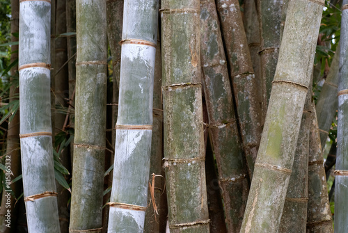 bambou, Phyllostachys aurea photo