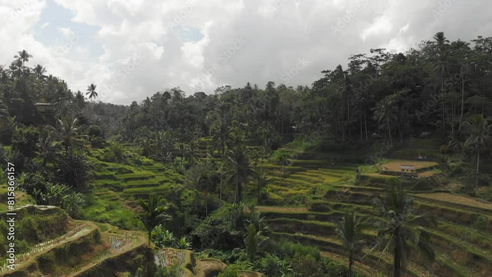 Aerial panoramic view of tropical agricultural landscape in asian country. Stepped covered greenery rice fields, palm trees in overcast day. Farmland, tropical plantation food growing industry. Aerial panoramic view of tropical agricultural landscape in asian country. Stepped covered greenery rice fields, palm trees in overcast day. Farmland, tropical plantation food growing industry.