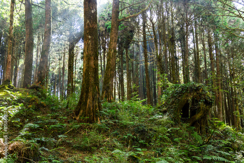 Natural forest of greenery lush tree