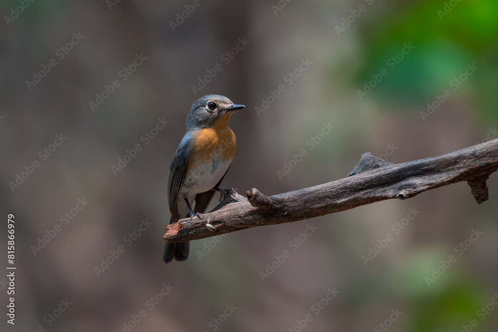 Indochinese Blue Flycatcher The head and tail are blue-gray and the neck and chest are orange. Indochinese Blue Flycatcher The head and tail are blue-gray and the neck and chest are orange.