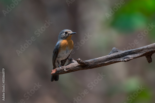 Indochinese Blue Flycatcher The head and tail are blue-gray and the neck and chest are orange.