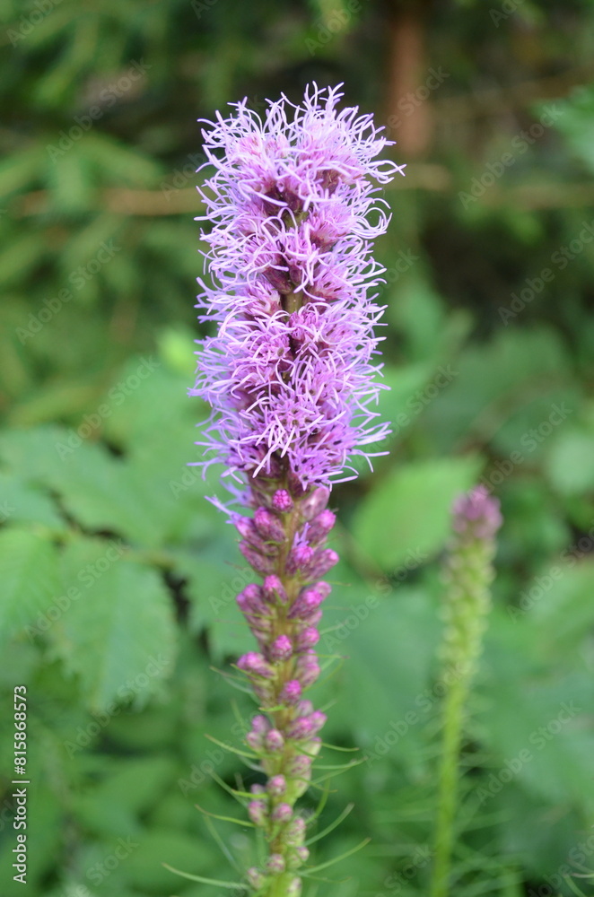Vertical purple flower Liatris spicata (known as dense blazing star or prairie feather), violet flower in the garden Vertical purple flower Liatris spicata (known as dense blazing star or prairie feather), violet flower in the garden