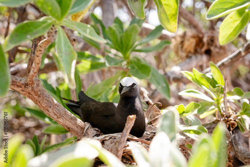 A White-tipped Black Noddy tern nesting in branches on Lady Elliot Island, on the Southern Great Barrier Reef, Queensland photo