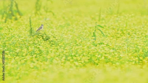 At dusk  in the flowering meadows, the Western yellow wagtail (Motacilla flava) photo