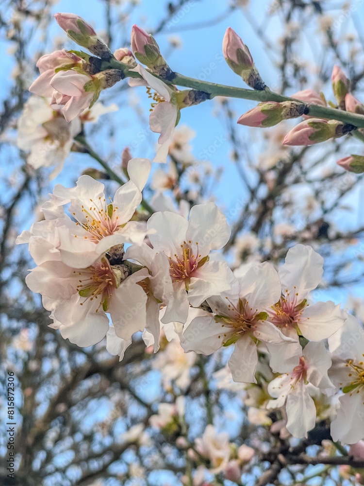 Mendal, almond flower, mendal in bloom, mendal tree Mendal, almond flower, mendal in bloom, mendal tree