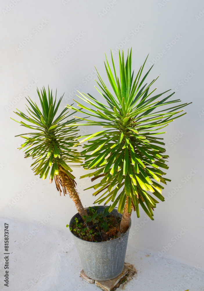 yucca in a pot in Greece in front of the house, on the street, in the rays of the Mediterranean sun, ornamental plant in flowerpot yucca in a pot in Greece in front of the house, on the street, in the rays of the Mediterranean sun, ornamental plant in flowerpot
