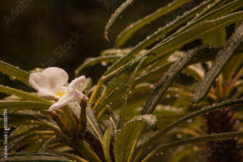 Flower of Madagascar Palm Pachypodium lamerei 15873 photo