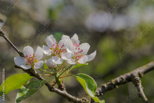 Kwiaty jabłoni z różowym środkiem. W małym, amatorskim sadzie pięknie zakwitły jabłonie - zapowiedź obfitych zbiorów. © Grzegorz