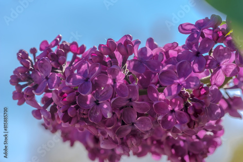 Obficie kwitnący fioletowy bez w maju. Niezwykle intensywnie pachnące kwiaty „szalonego” kwitnącego bzu „uświęcają” maj swoim pięknem i ilością (oraz zapachem). © Grzegorz