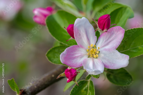 W ogrodzie zakwitł różowawy kwiat jabłoni. Piękny wiosenny kwiat jabłoni w sadzie  ładnie zakwitł. © Grzegorz