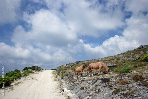 Mountain road wild horses