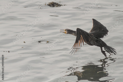 Big cormorant take off
