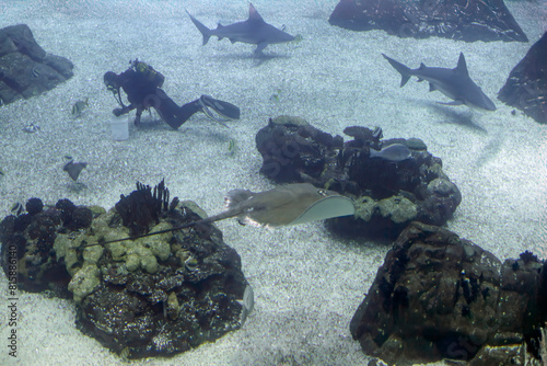 Aquarium diver during maintenance