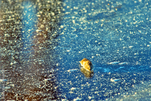 Red-backed vole (Clethrionomys glareolus) runs on ice. Mice migrations, force rivers when population density exceeds acceptable food, mass death, but this is natural mechanism of population regulation photo