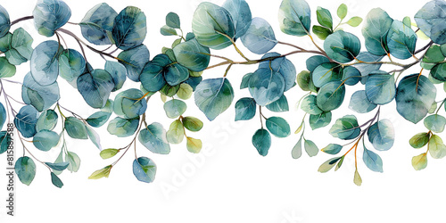 Watercolor Eucalyptus Leaves on a White Background