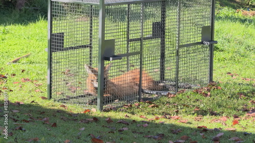 Sedated Maned Wolf in a Metal Cage on Nature Background