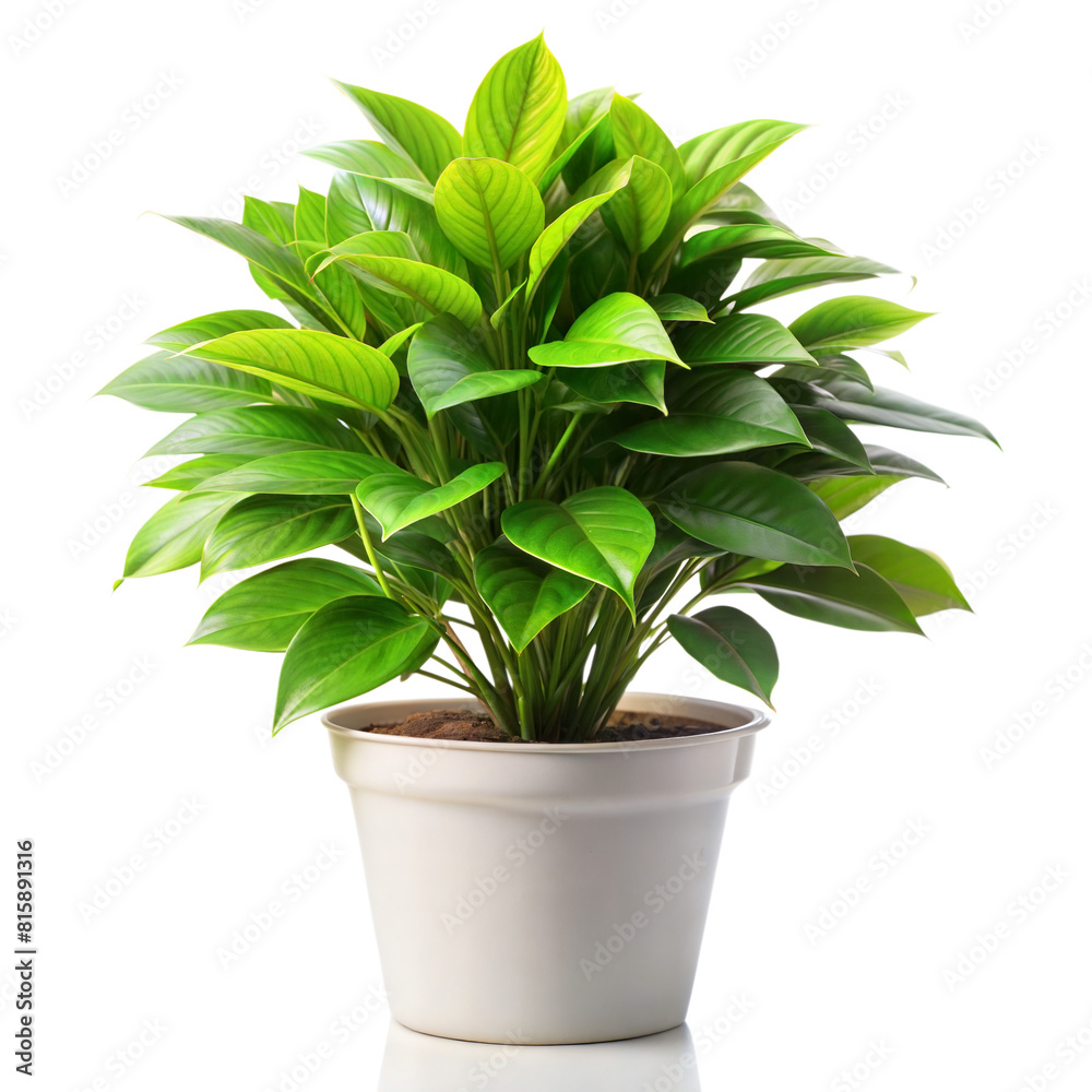 Bright green potted plant with large leaves on transparent background Bright green potted plant with large leaves on transparent background
