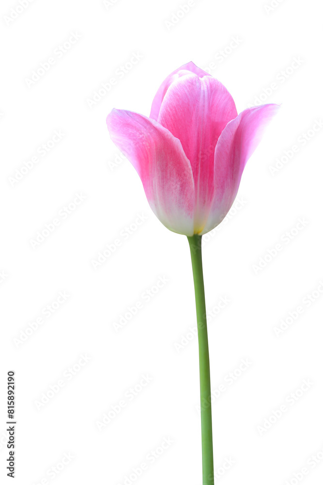 Fototapeta premium Pink tulip isolated on transparent background png file