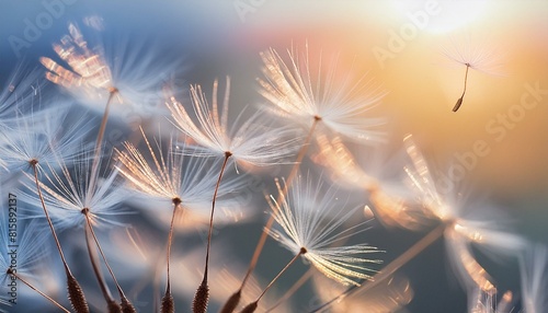 Abstract blurred nature background dandelion seeds parachute. Abstract nature bokeh pattern