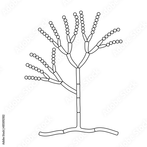 The structure of mold. Fungus. Diagram.
