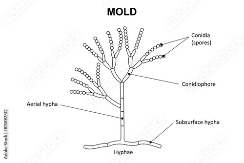 The structure of mold. Diagram.