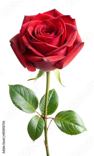 Single red rose with green leaves in full bloom
