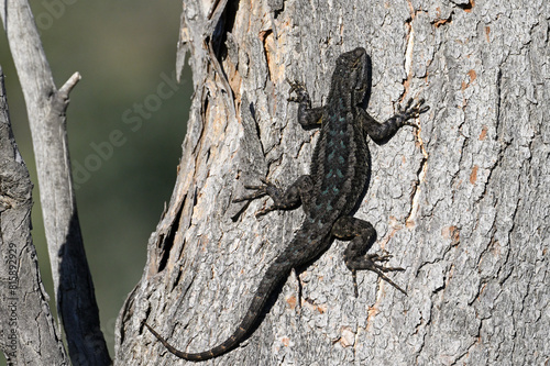 Spiny lizard on eucalyptus tree trunk.