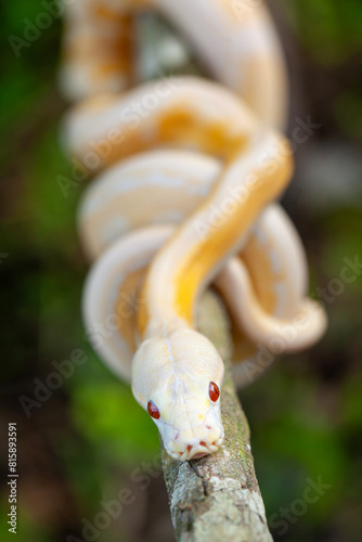 Phyton Albino in Branch photo