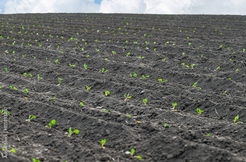 Green seedlings of cabbage on field. Field rows of planted cabbage seedlings. Agriculture concept.