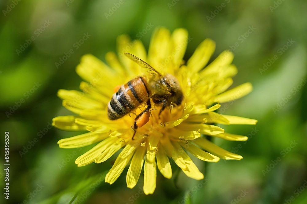 World Bee Day. Honeybee Pollinating a Yellow Flower World Bee Day. Honeybee Pollinating a Yellow Flower