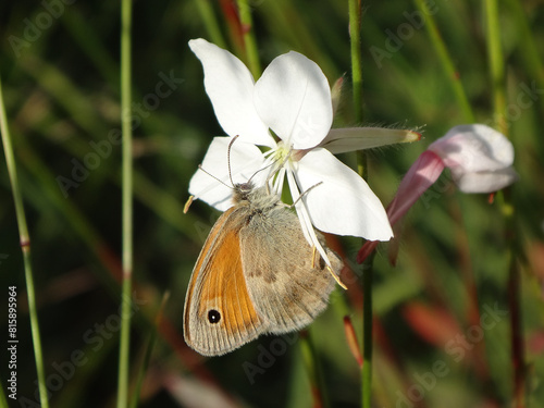 Small heath (Coenonympha pamphilus) butterfly feeding on a white gaura flower photo