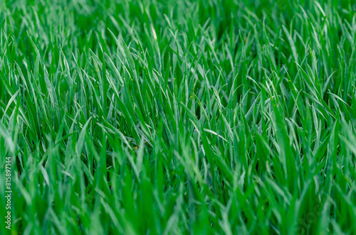 Spring green field close-up. High-quality macro photo of fresh green grass. Selective focus.