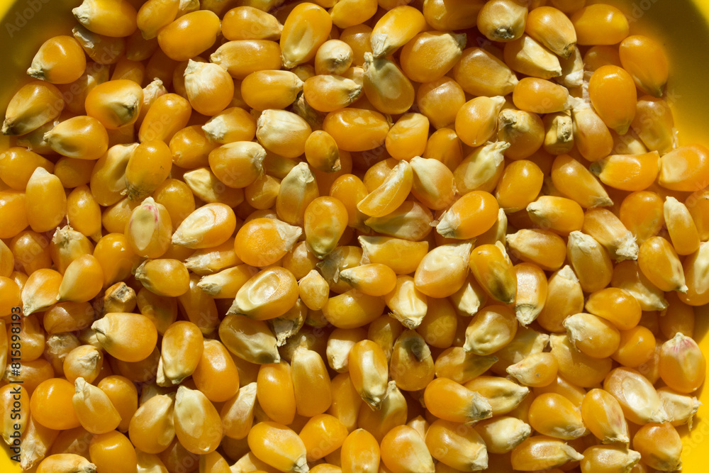 Photograph of top view of raw pop corn. Photograph of top view of raw pop corn.