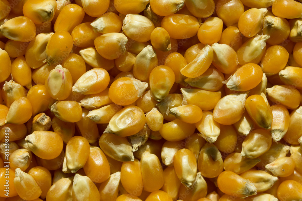 Photograph of top view of raw pop corn. Photograph of top view of raw pop corn.