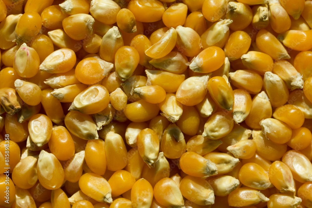 Photograph of top view of raw pop corn. Photograph of top view of raw pop corn.