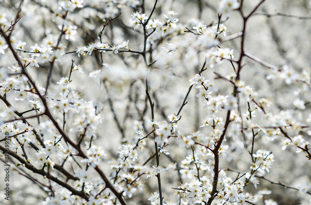 Spring white tiny blooming flowers on thin leafless branches. Selective focus. Blurred background. Spring white tiny blooming flowers on thin leafless branches. Selective focus. Blurred background.