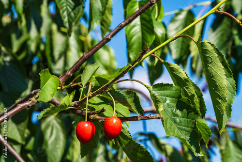 Juicy, sweet and ripe cherries on the tree in a cherry orchard in Frauenstein/Germany in the Rheingau
