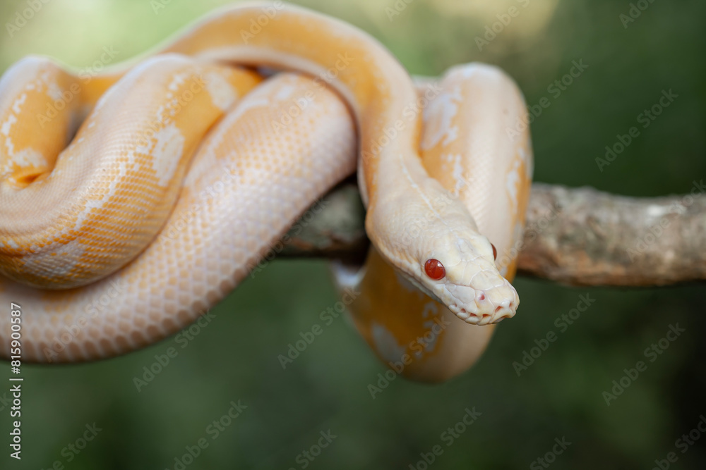 Fototapeta premium Phyton Albino in Branch