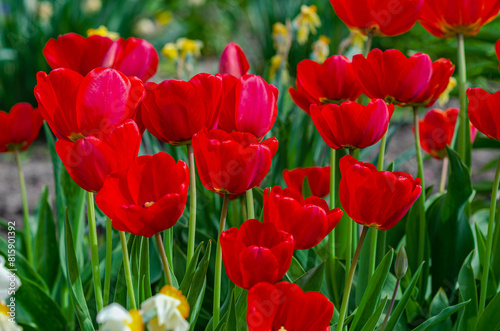 Side view red tulips on blurred floral background. Spring postcards, textiles. Floral arrangement.