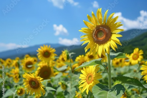 Lush sunflower field on a sunny day