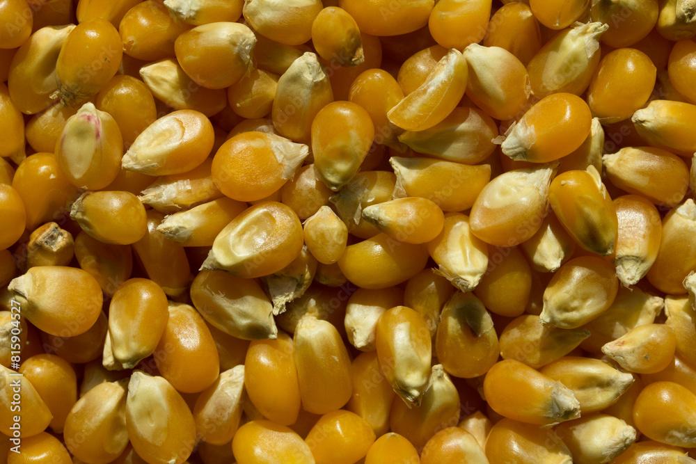 Photograph of top view of raw pop corn. Photograph of top view of raw pop corn.