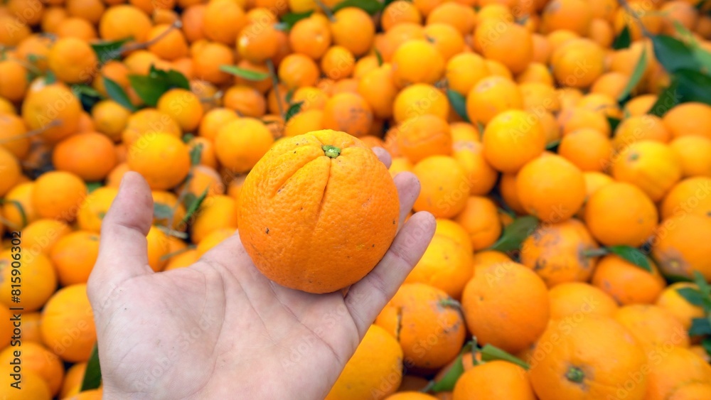 production and agricultural cultivation of oranges, mandarins, citrus fruits rich in vitamins, seasonal fruit useful for Mediterranean nutrition and diet