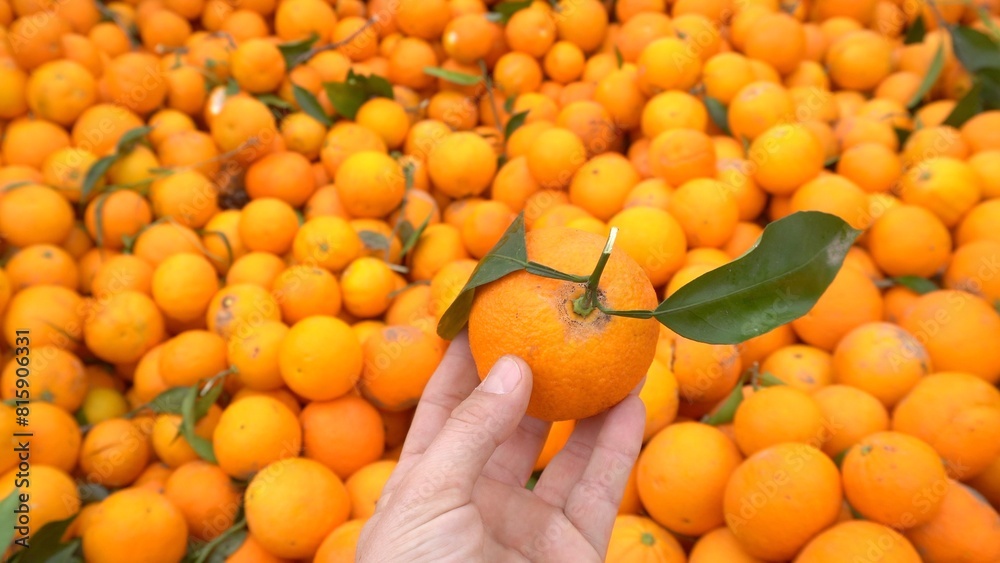 production and agricultural cultivation of oranges, mandarins, citrus fruits rich in vitamins, seasonal fruit useful for Mediterranean nutrition and diet