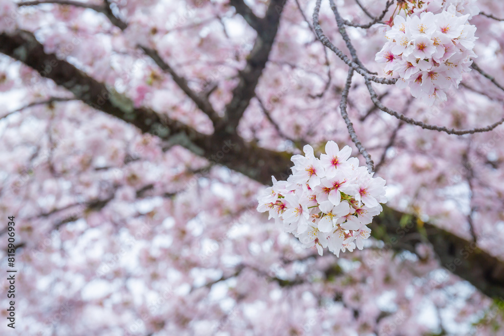Close-up of beautiful cherry blossoms blooming or Sakura on the tree It is a flower that is a symbol of Japan. Copy space background Close-up of beautiful cherry blossoms blooming or Sakura on the tree It is a flower that is a symbol of Japan. Copy space background