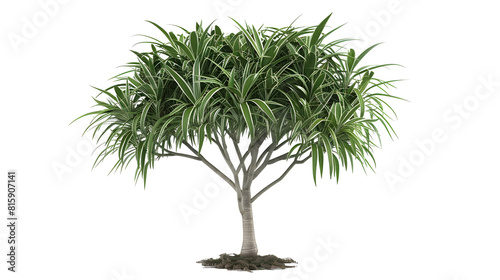 Sophisticated Dracaena A Stylish and AirPurifying Indoor Tree photo